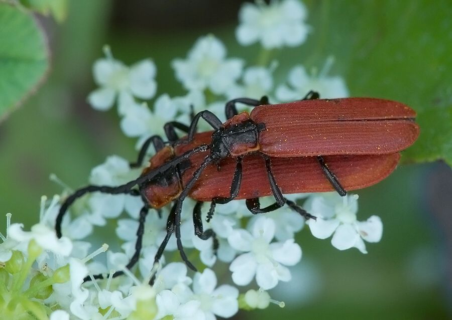 Lygistopterus sanguineus