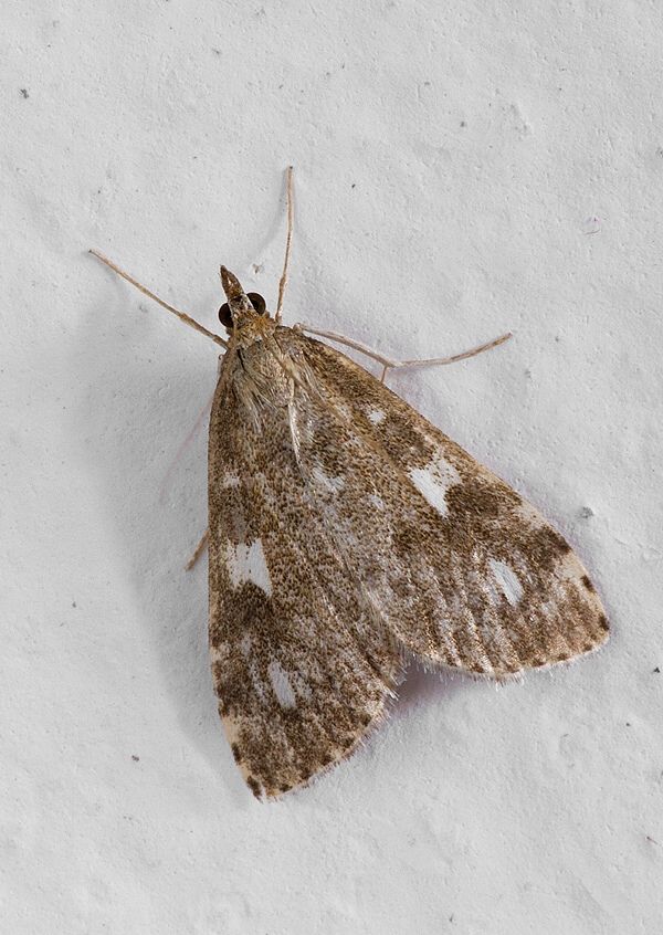 Udea olivalis