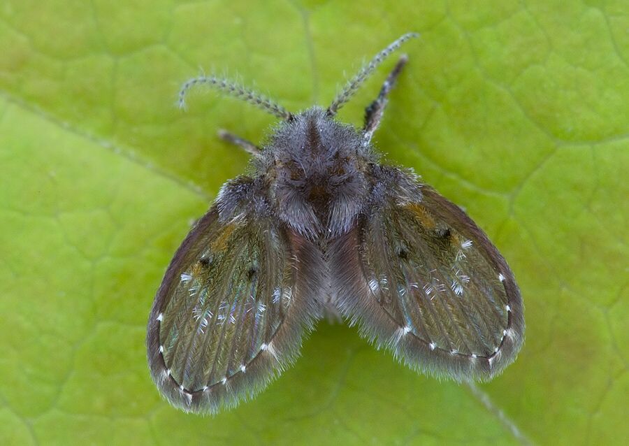 Clogmia albipunctatus