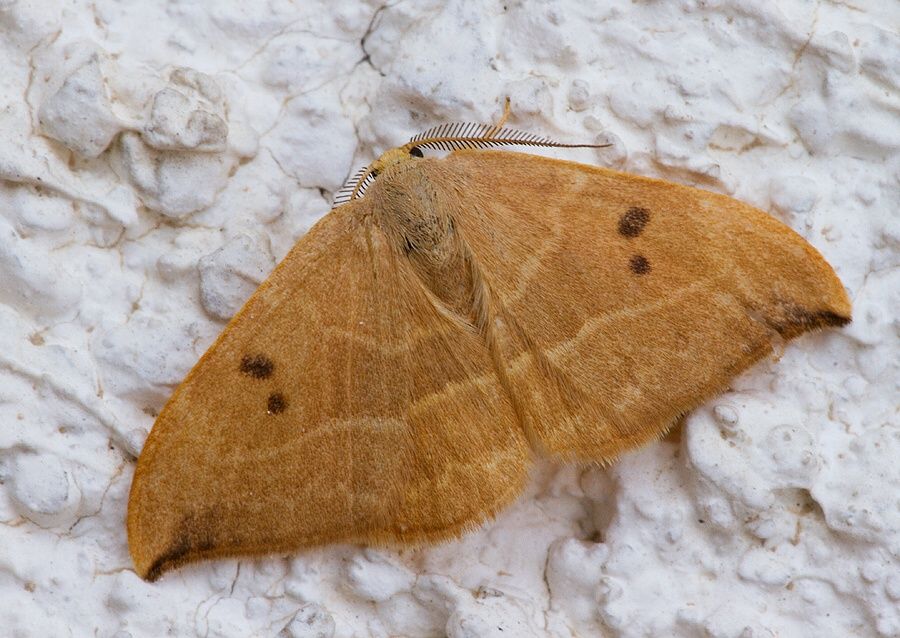 Watsonalla binaria