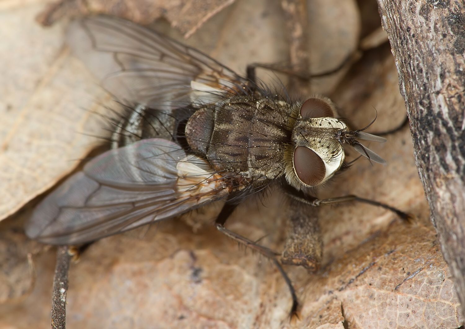 Chetogena acuminata