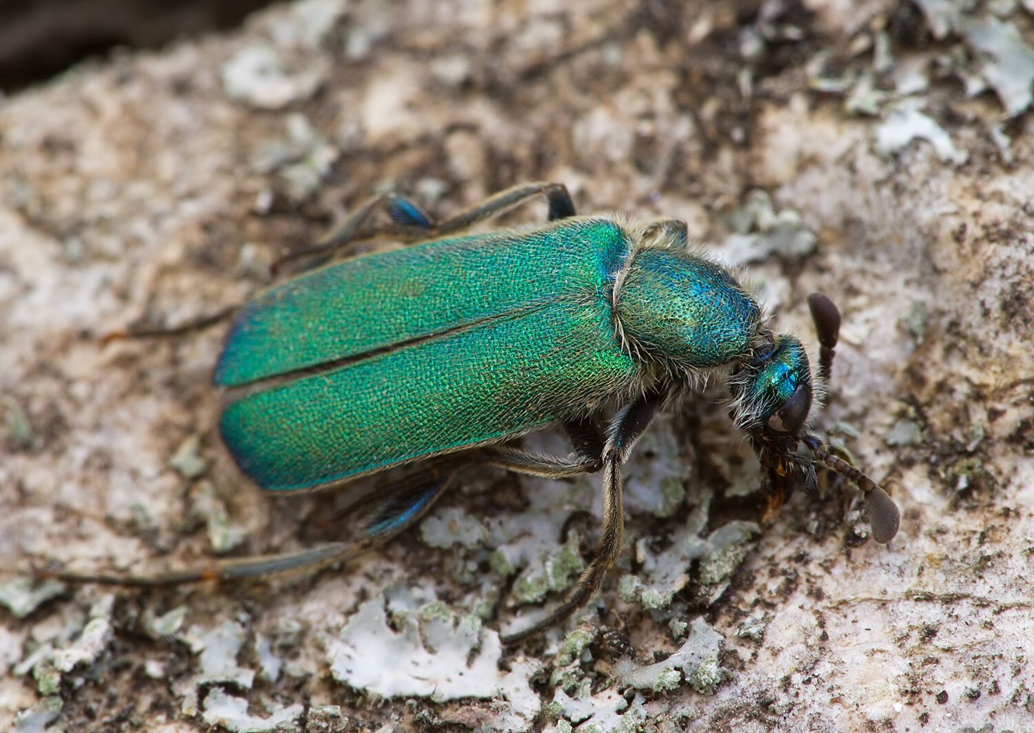 Cerocoma schreberi