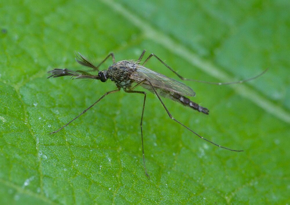 Aedes vexans