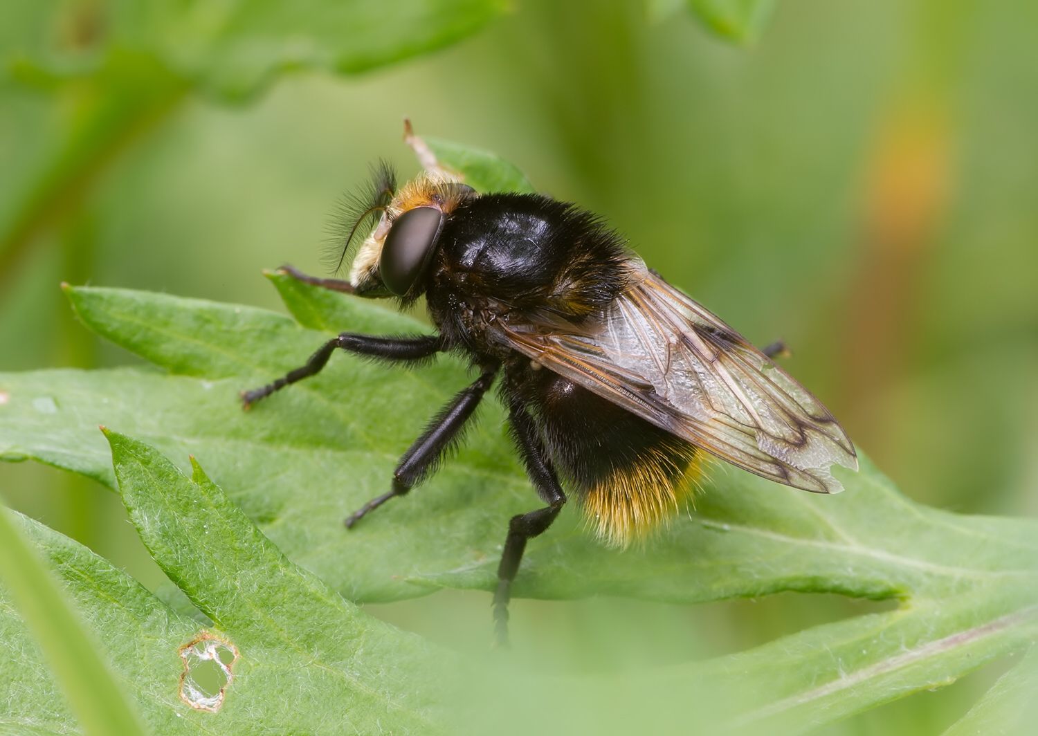 Volucella bombylans