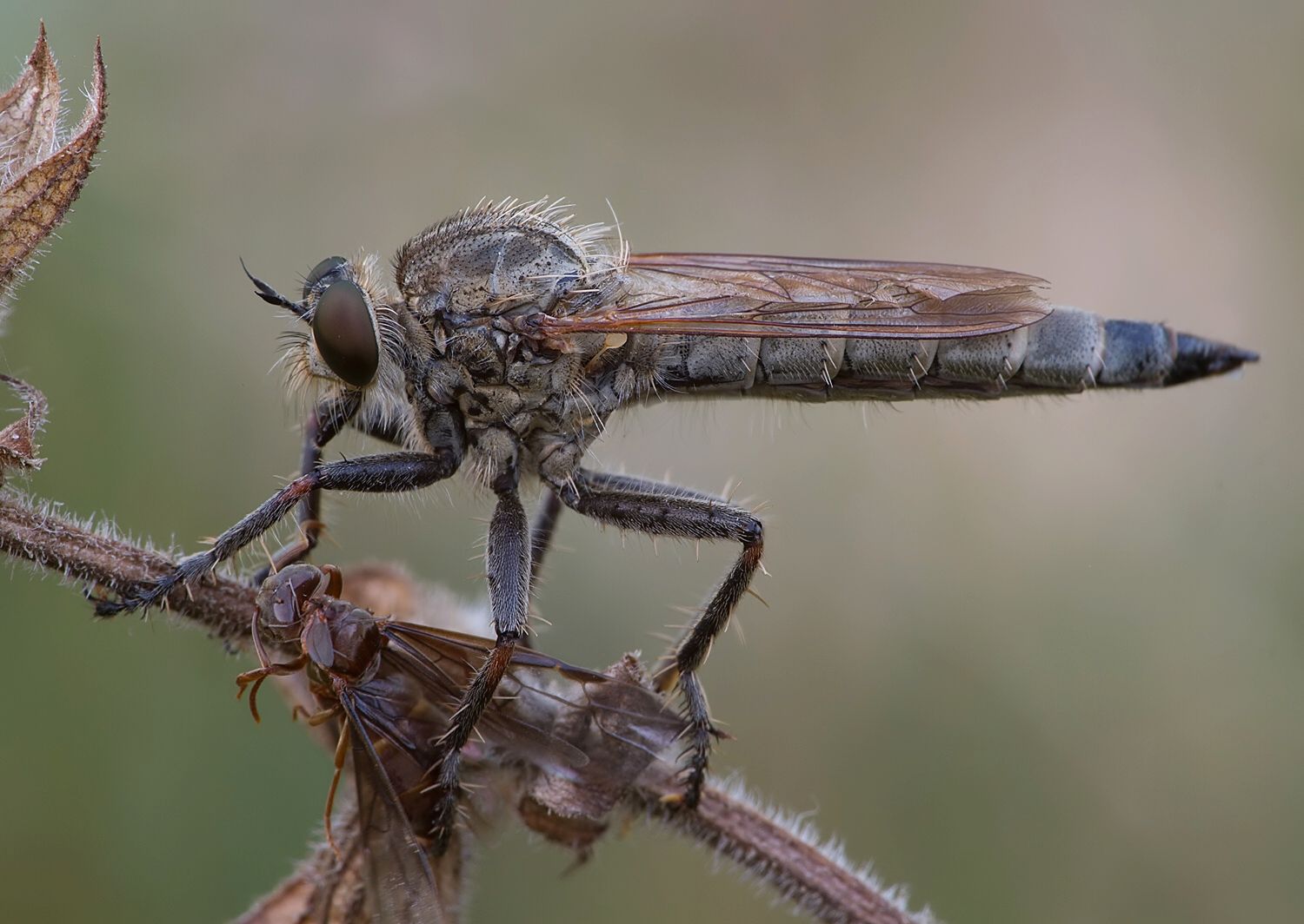 Machimus rusticus