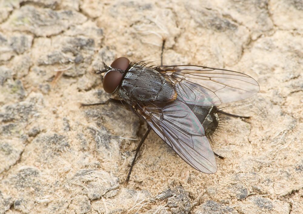 Muscina levida