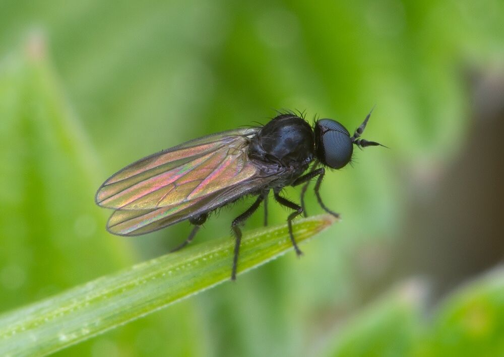 Microphor holosericeus
