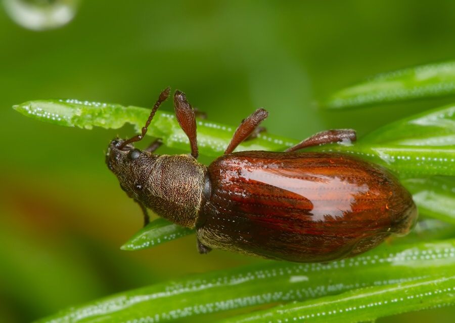 Polydrusus pallidus cf.