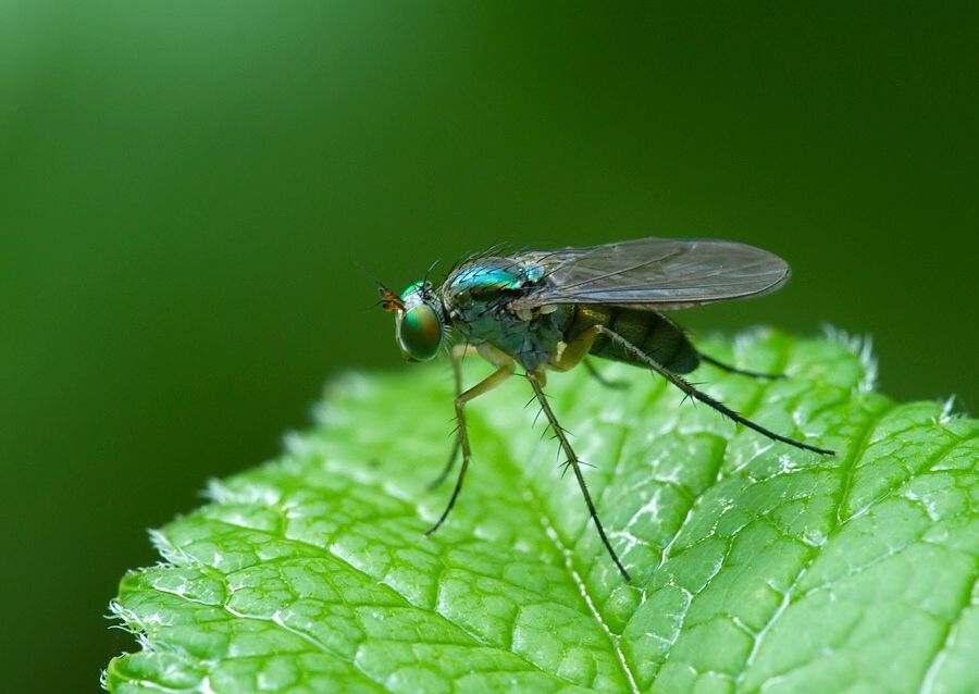 Dolichopus nigricornis