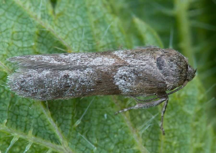 Blastobasis huemeri