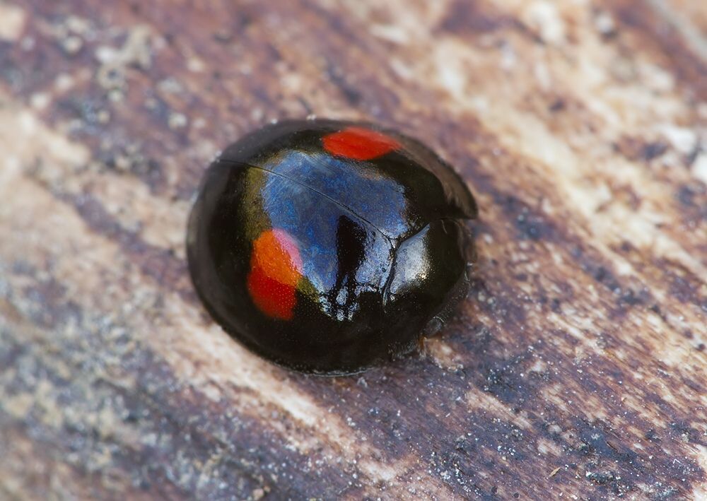 Chilocorus renipustulatus