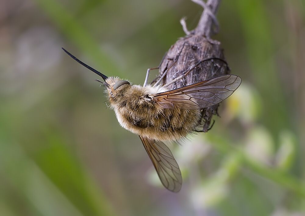 Bombylius fulvescens