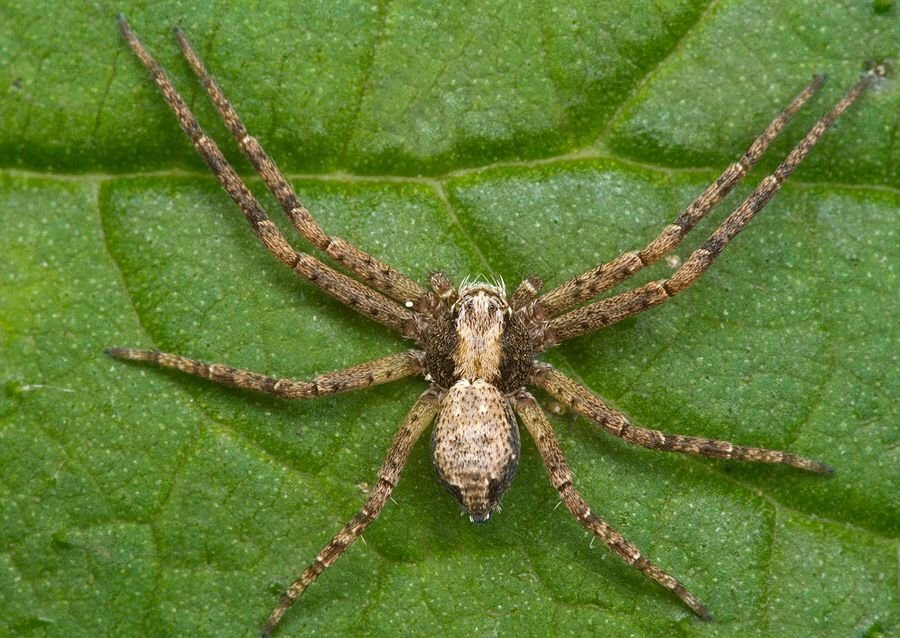 Philodromus cf. cespitum