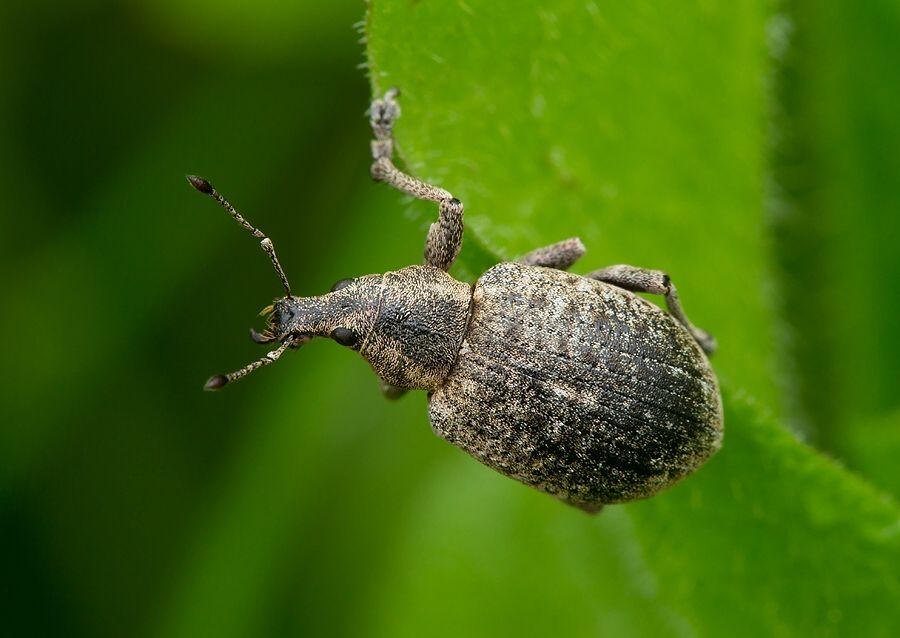 Liophloeus tessulatus
