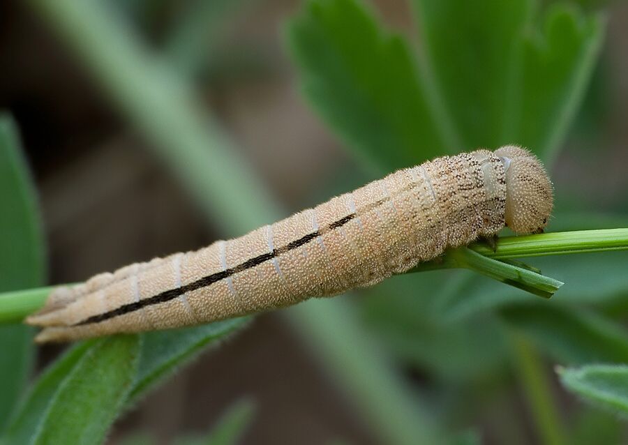 Hipparchia fagi