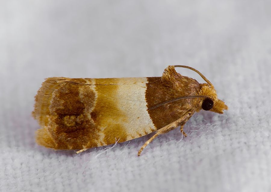 Epinotia festivana