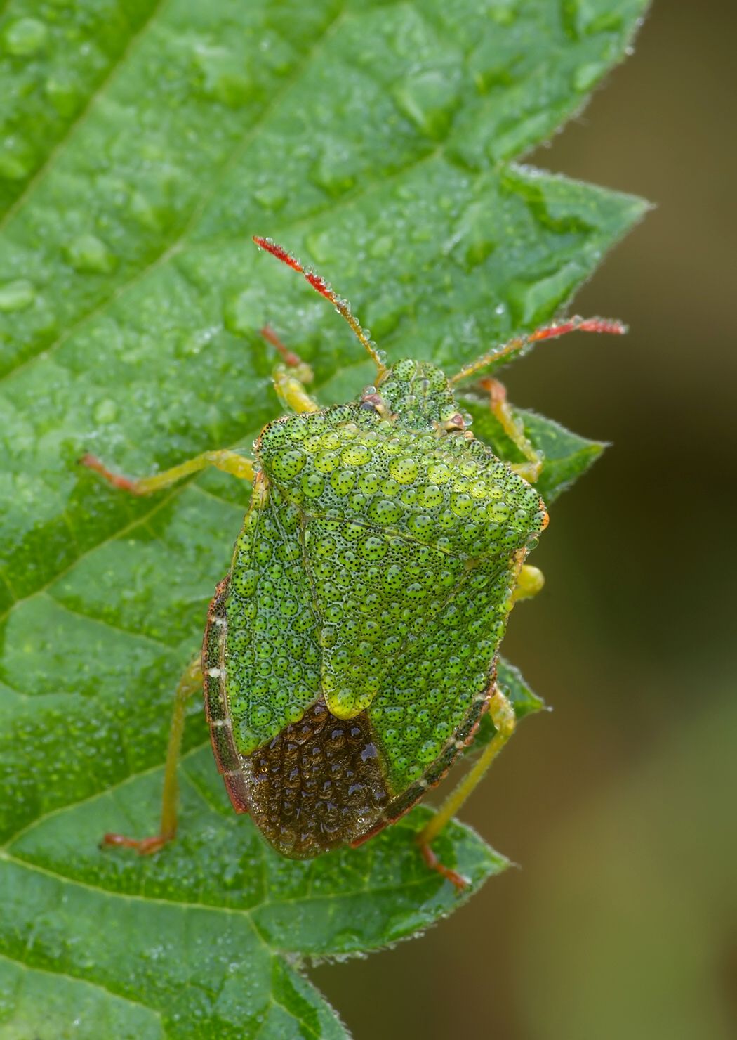 Palomena prasina