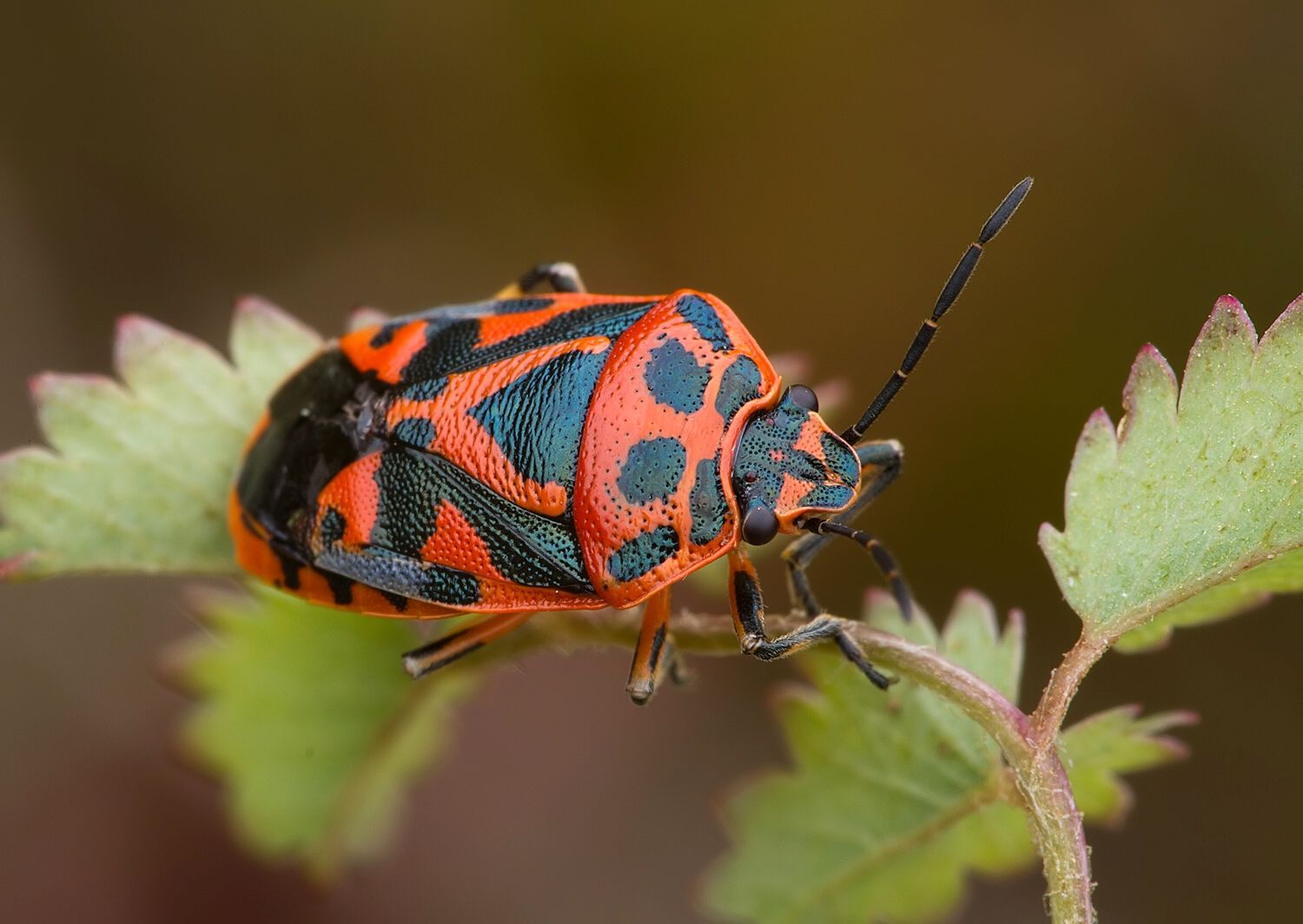 Eurydema ornata