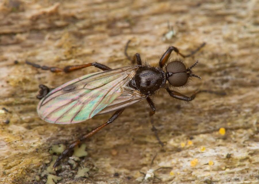 Dilophus febrilis