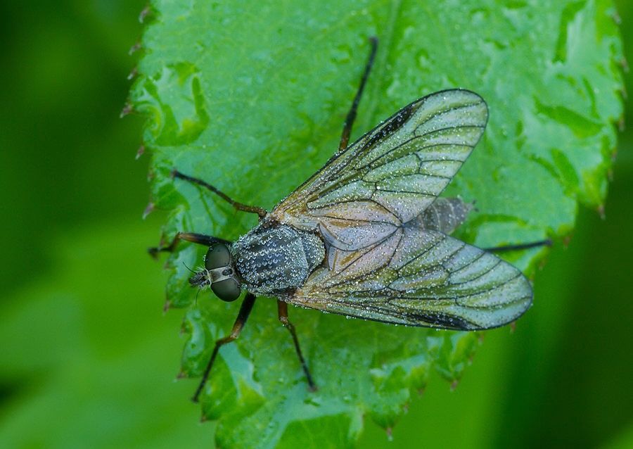 Rhagio notatus
