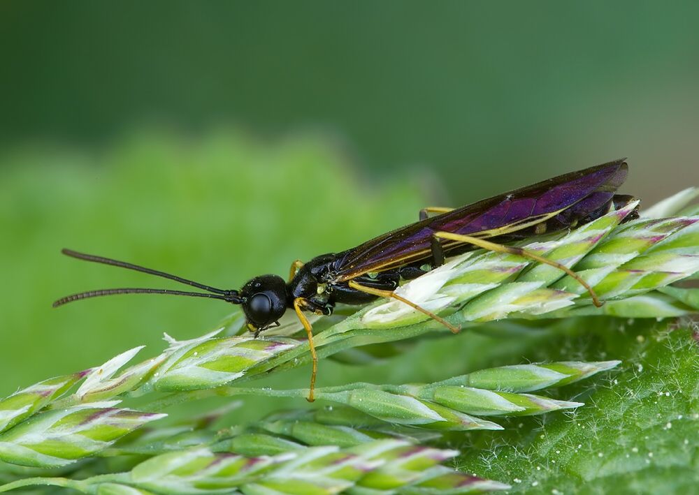 Hartigia xanthostoma