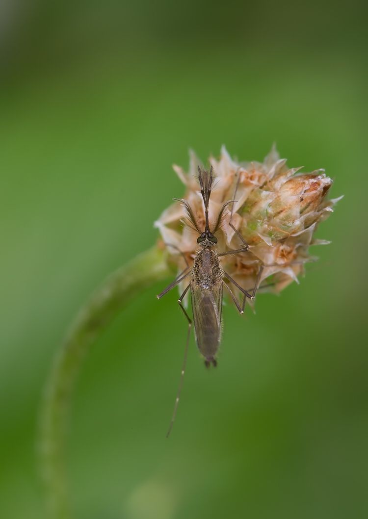Aedes vexans