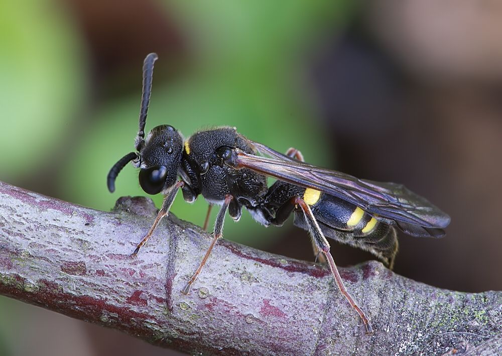 Nysson spinosus