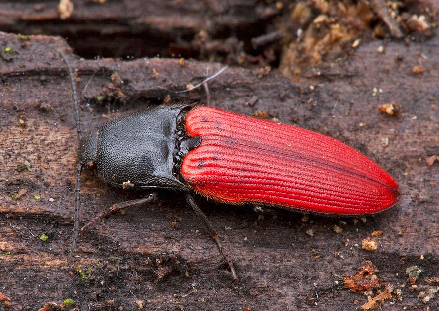 Ampedus sanguineus