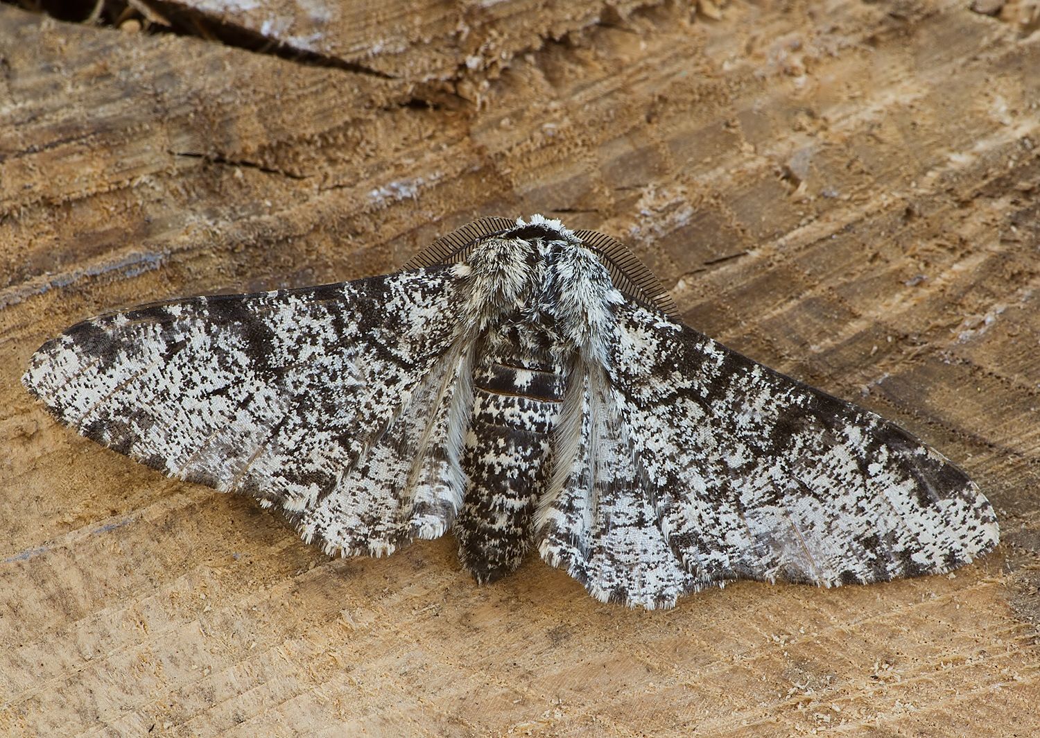 Biston betularia