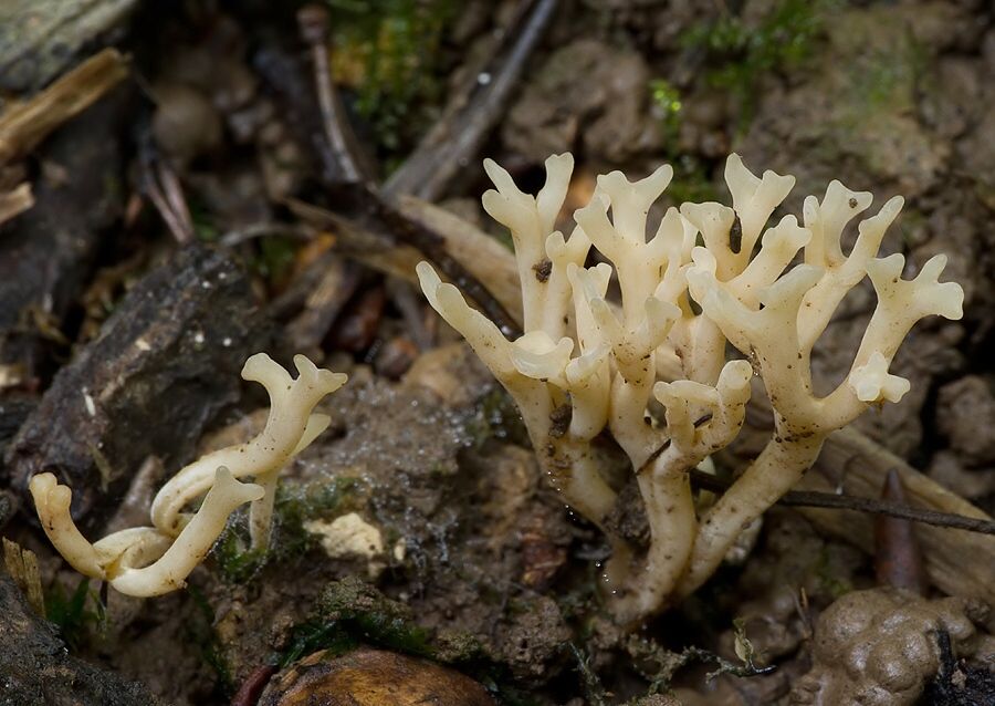 Clavulinopsis sp. (pakonárovka (bližšie neurčená))