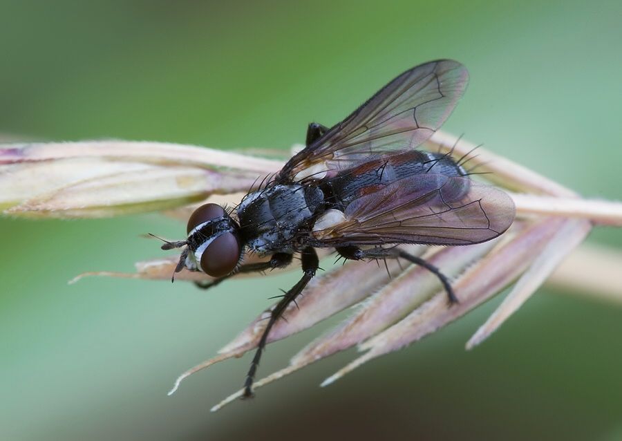 Cylindromyia pusilla