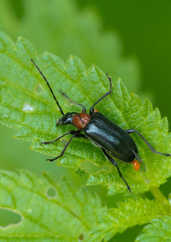 Dinoptera collaris