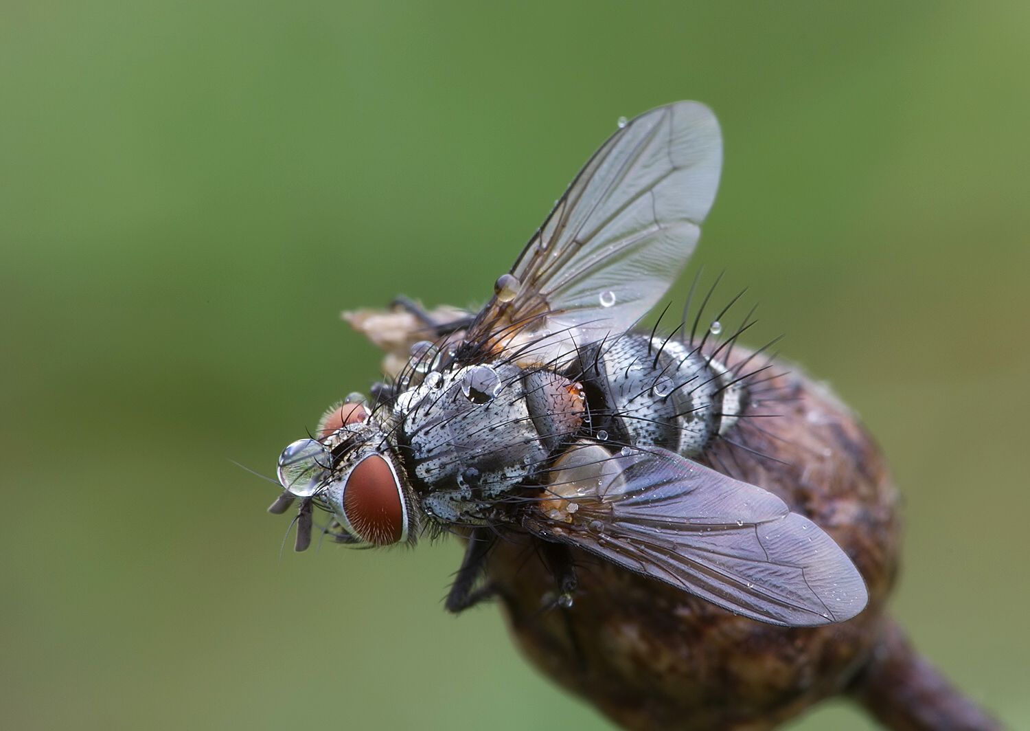 Phorocera assimilis