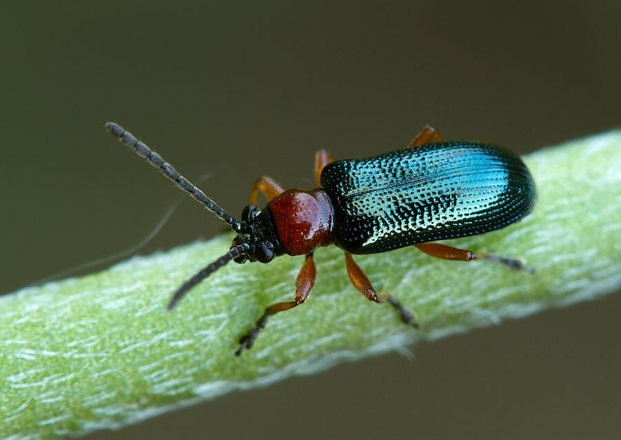 Oulema melanopus