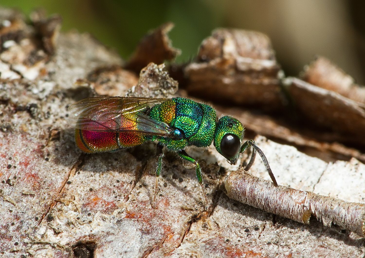Chrysis scutellaris