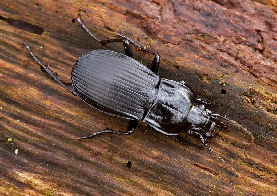 Abax parallelepipedus