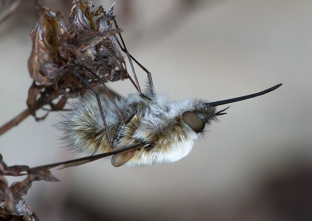 Bombylius major