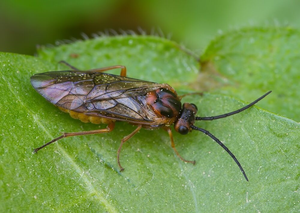 Nematus ribesii