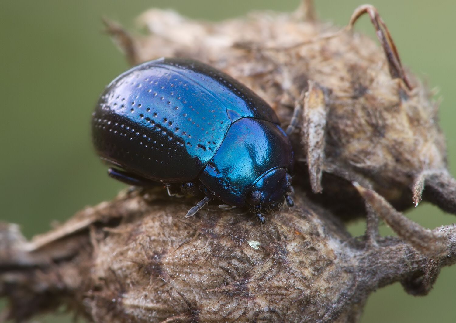 Chrysolina geminata