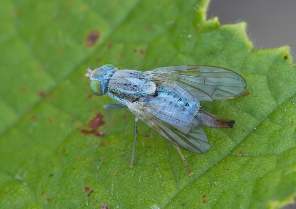 Terellia longicauda
