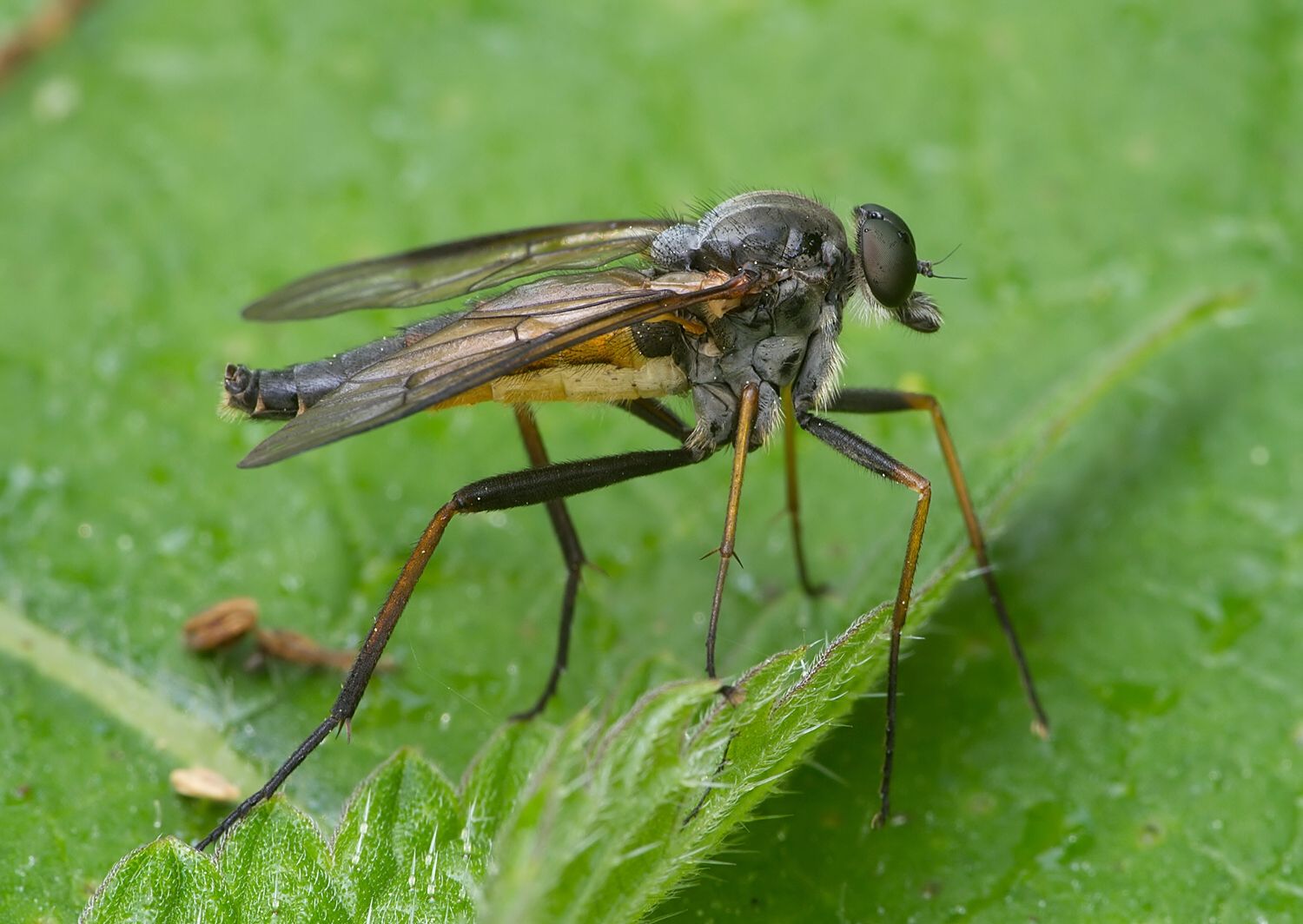 Rhagio notatus
