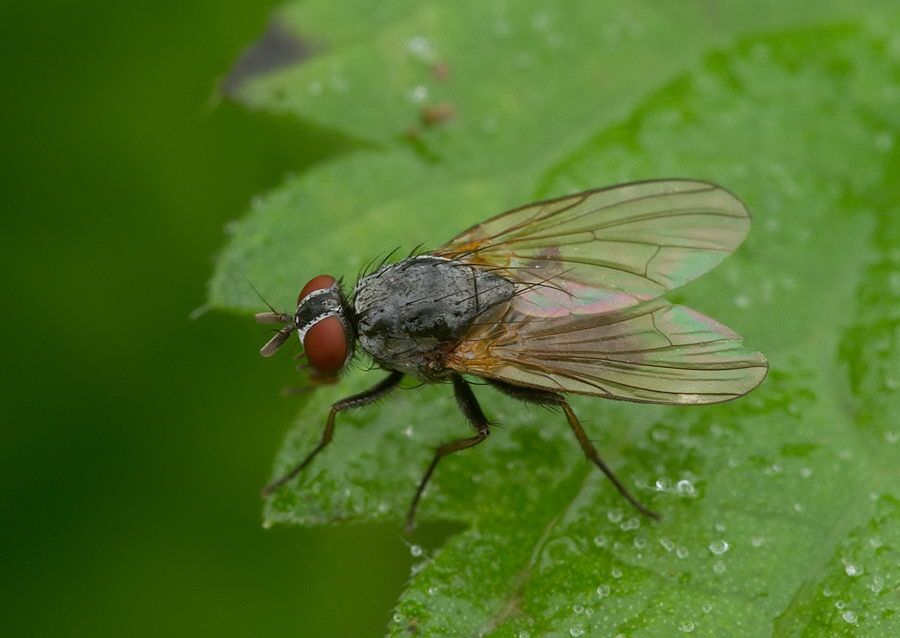 Hydrophoria lancifer
