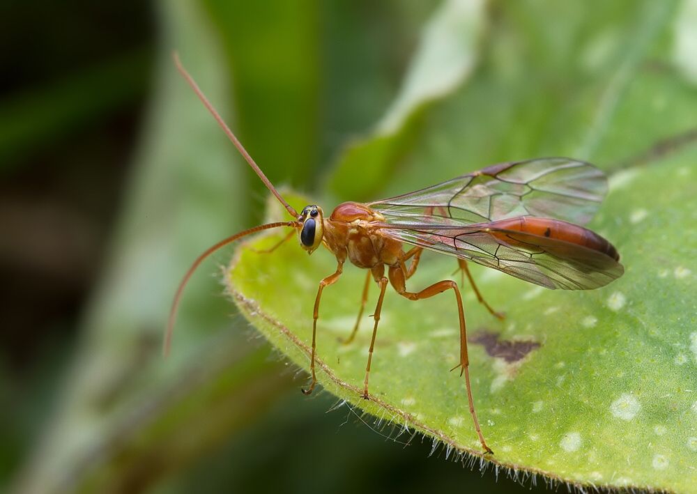 Ophion minutus cf.