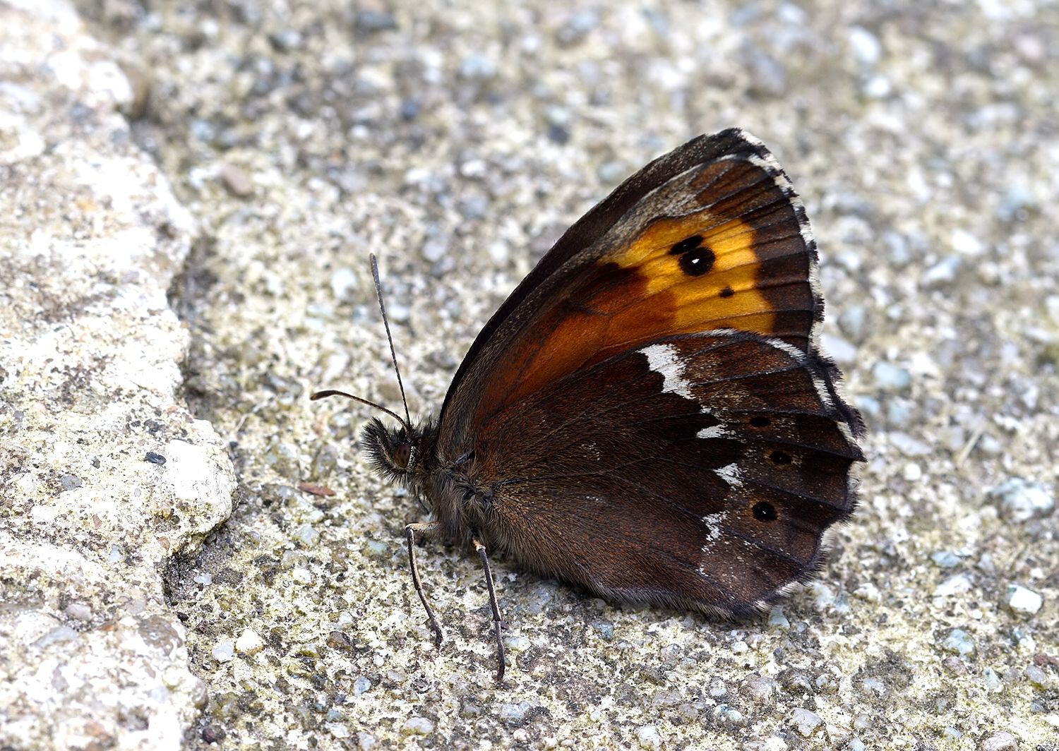 Erebia ligea