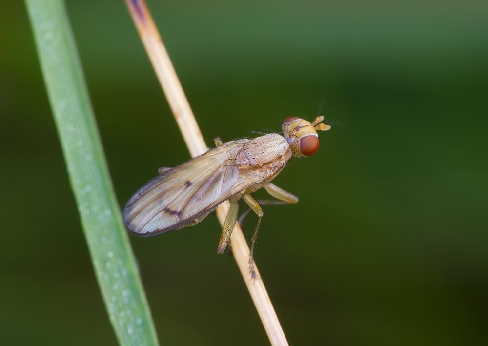 Tetanocera arrogans