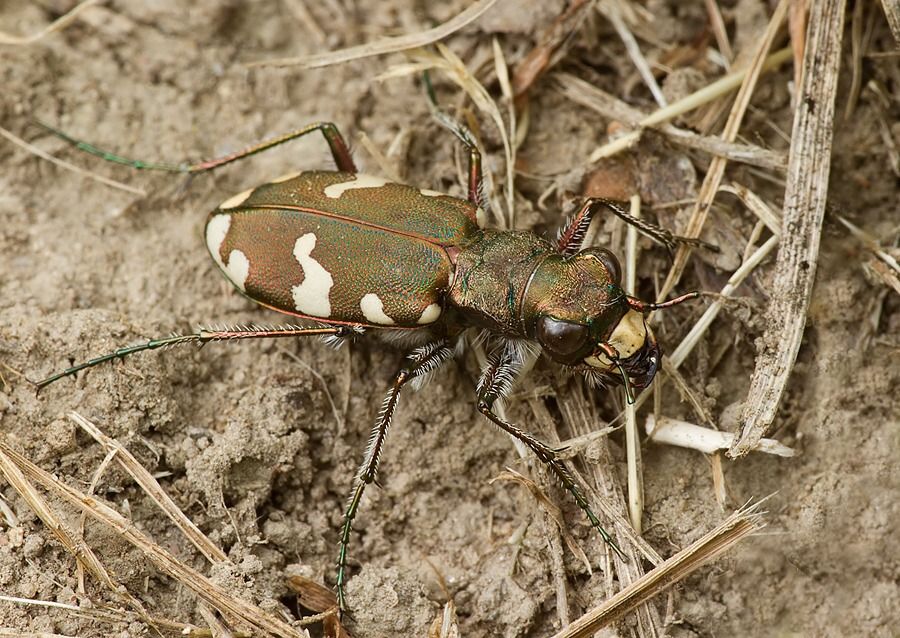Cicindela sylvicola