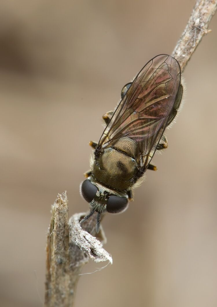 Pipizella virens
