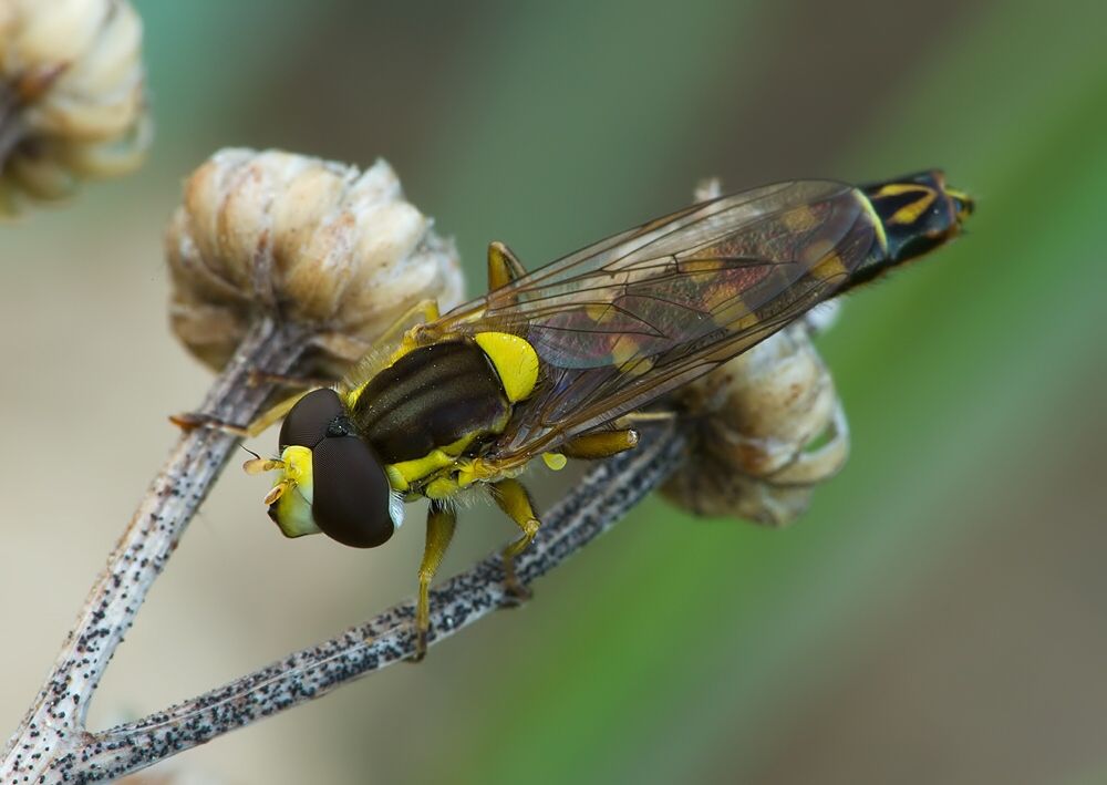 Sphaerophoria rueppelli