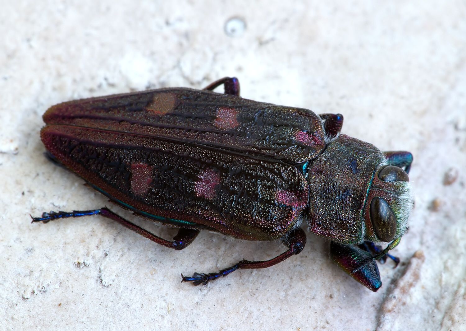 Chrysobothris chrysostigma