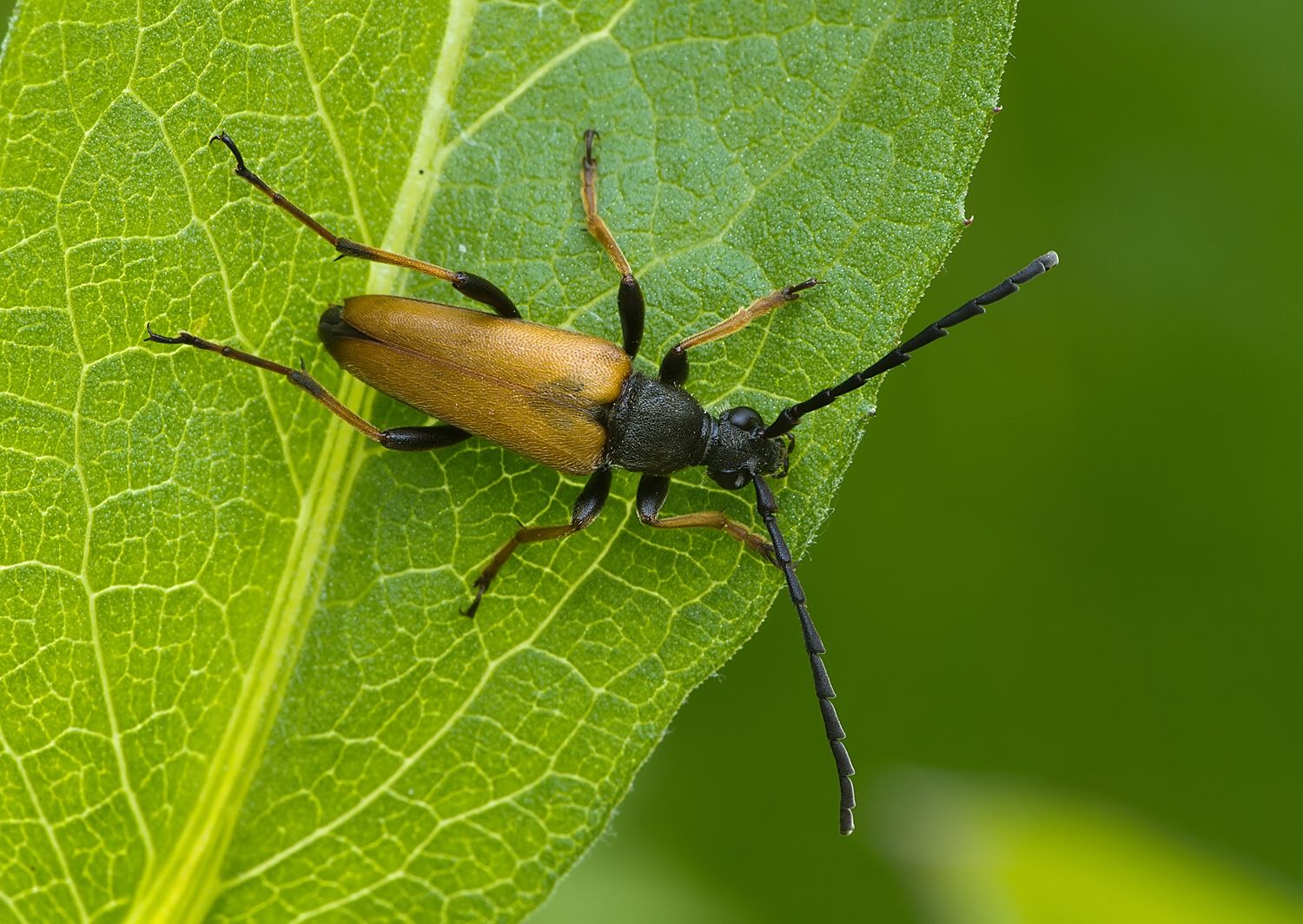 Stictoleptura rubra